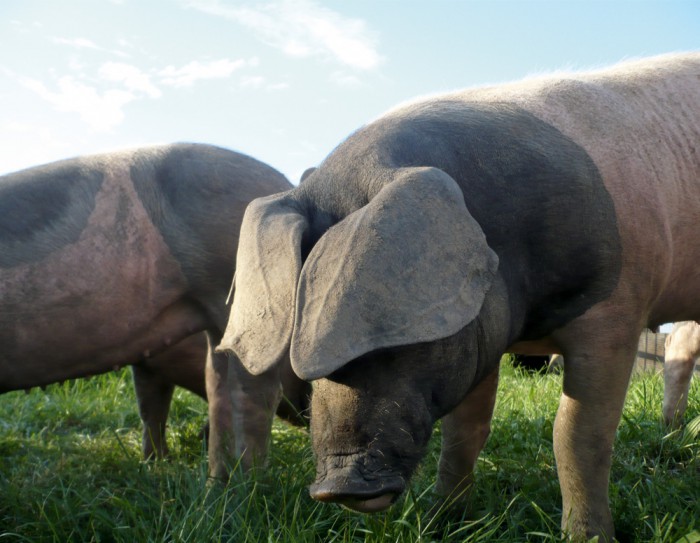 kl home 1000x775 211