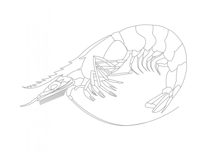 projekte kompetenz essthetik02